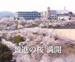 盈進の桜 満開
